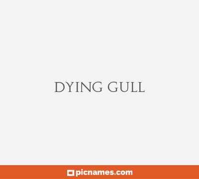 Dying Gull